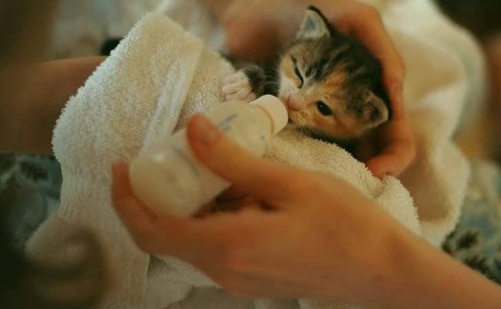 Как ухаживать за новорожденными котятами - wikihow