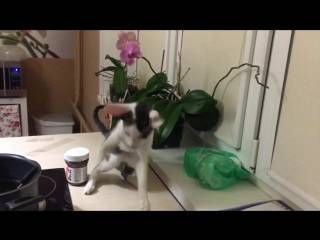 Способы отучить котов залезать и прыгать на стол: на кухонный и не только