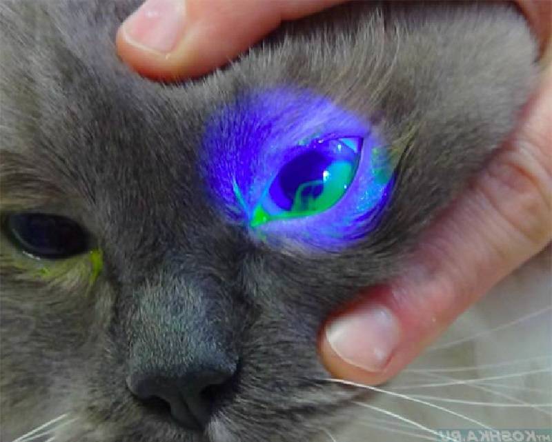 Болезни глаз у кошек и котов: симптомы с фото и лечение