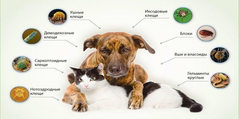 Опасны ли для человека кошачьи блохи в квартире?