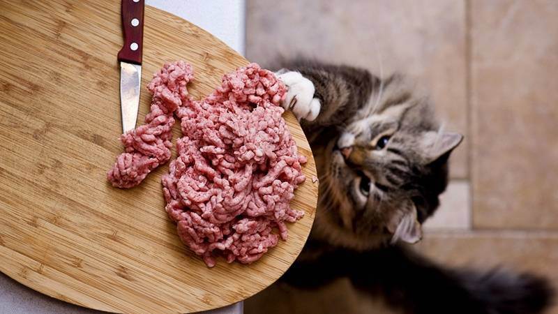 Можно ли котенка кормить сырым мясом?