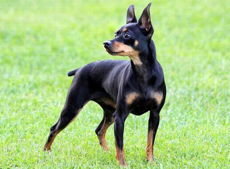 Пражский крысарик: фото и описание породы собак
пражский крысарик: фото и описание породы собак