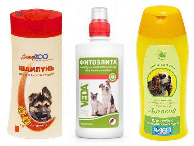 Особенности выбора и использования шампуней от блох для кошек и котят