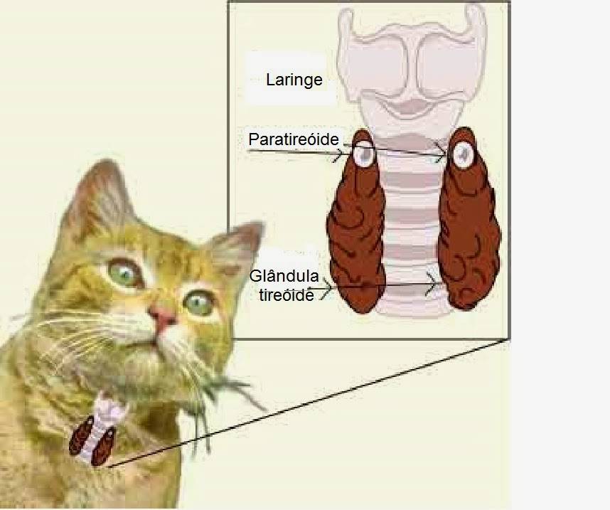 Гипертиреоз у старых кошек (причины, распространение, диагностика)