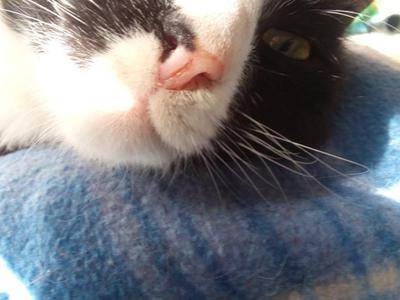 Сухой нос у котенка. теплый и сухой нос кошки — признак болезни