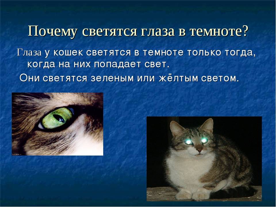 Почему у котов в темноте светятся глаза