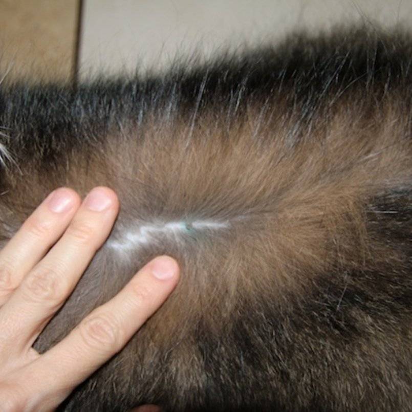 Перхоть у кошки на спине около хвоста и в других местах, причины и лечение