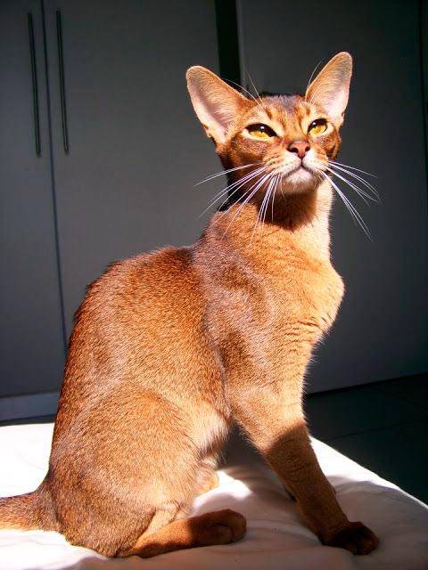 Абиссинская кошка: стандарт породы, история, уход, кормление, цена