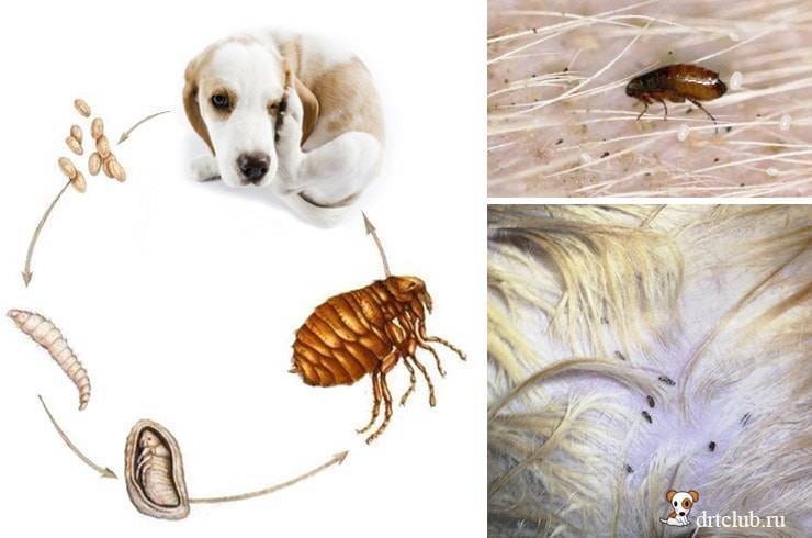Блохи у кошки – симптомы, последствия поражения, как вывести насекомых в домашних условиях