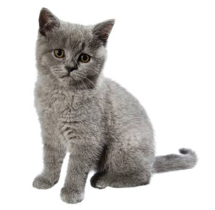 Корм для британских кошек: каким лучше кормить британцев? сухой или влажный корм подходит для кастрированных котов и стерилизованных кошек британской породы?