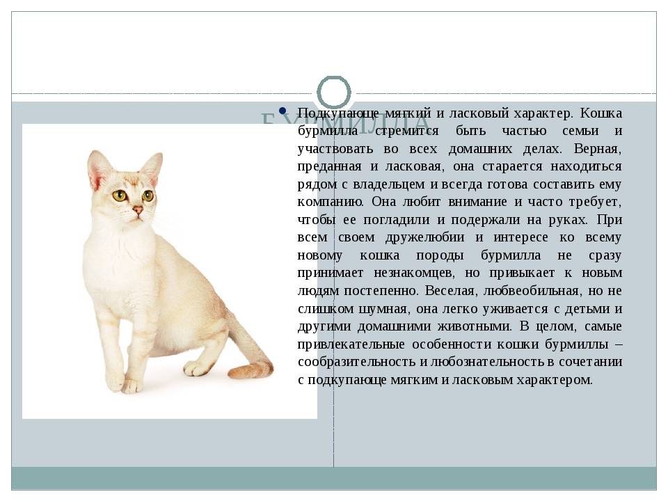 Бомбейская кошка: описание породы, фото, характер и поведение, отзывы владельцев, сколько лет живут?