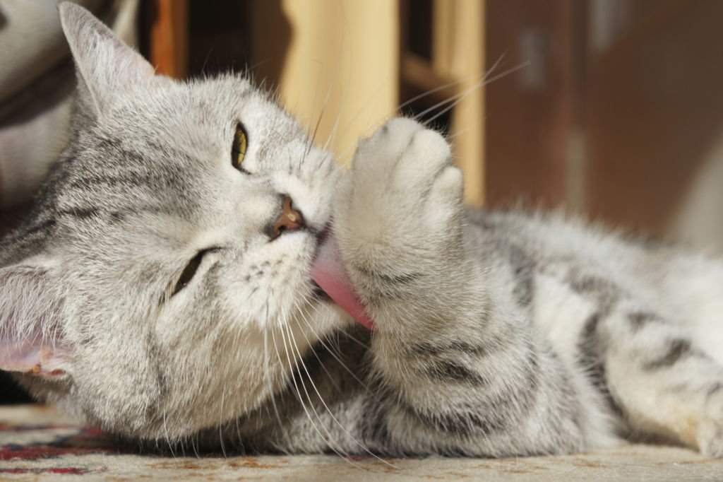 Причины вылизывания кошки: под хвостом, кота после кастрации и другие примеры