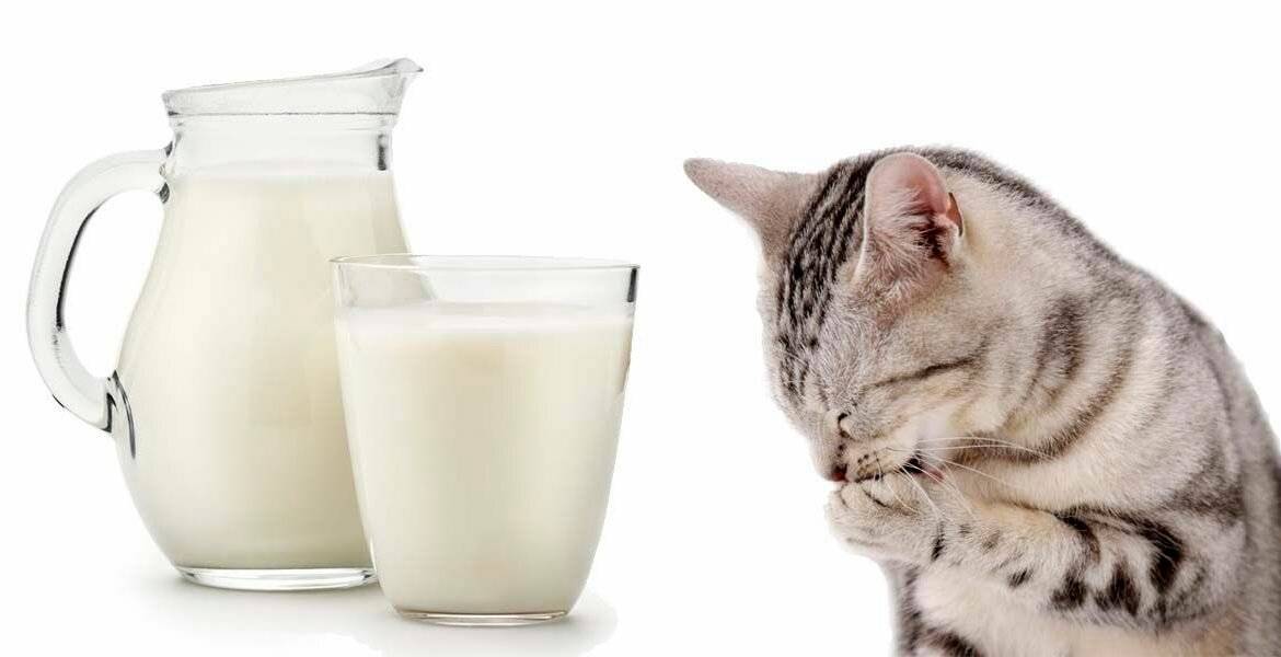 Можно ли кошкам давать молоко – советы и рекомендации