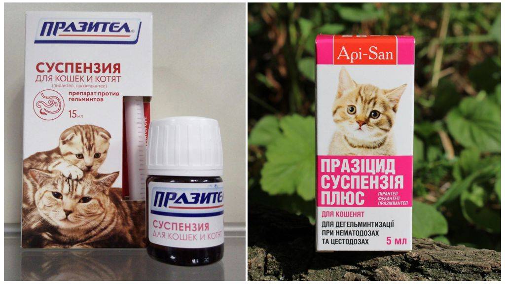 Пирантел для кошек: как защитить питомца от паразитов