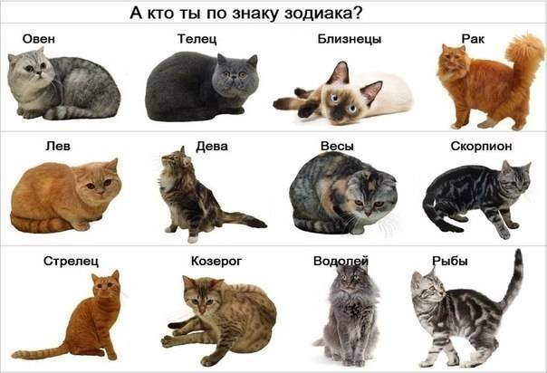 Гороскоп кошек, кошачий гороскоп / прочие статьи / кошки / ispets.ru