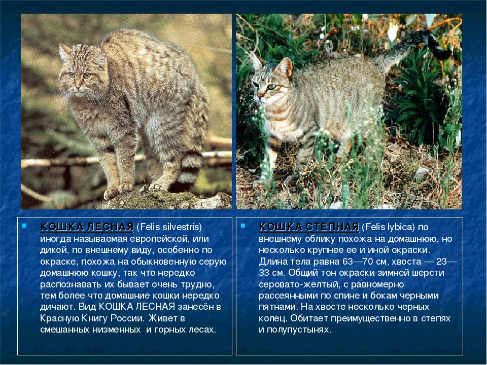Европейский лесной кот: содержание и кормление в домашних условиях,