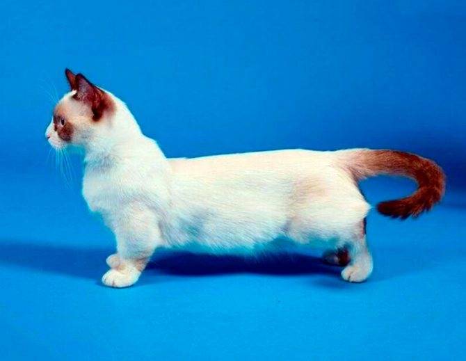 Манчкин – кошка, похожая на таксу