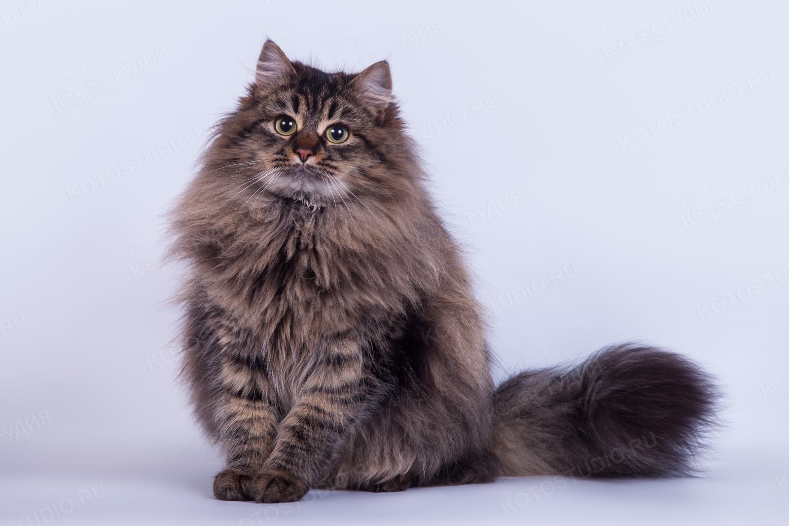 Сибирская кошка (74 фото): особенности внешности и характера, история возникновения породы + сколько живут и чем питаются