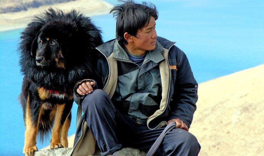 Тибетский мастиф: характеристика породы, уход и содержание, кормление, стандарты, история