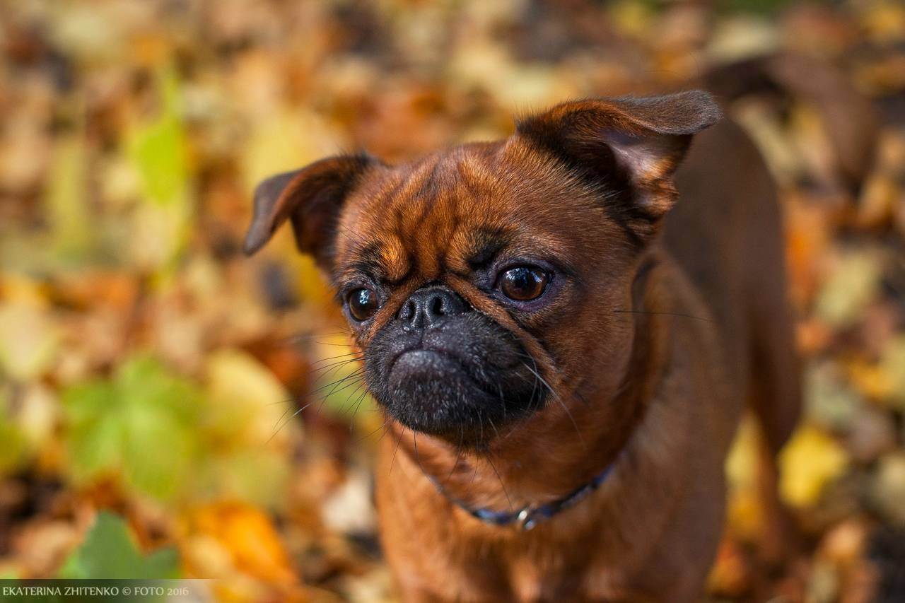 Пти-брабансон: фото собаки, содержание и уход, характер и внешний вид