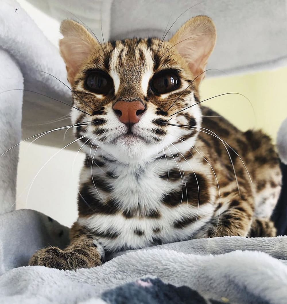 Леопардовая кошка: описание и условия содержания :: syl.ru