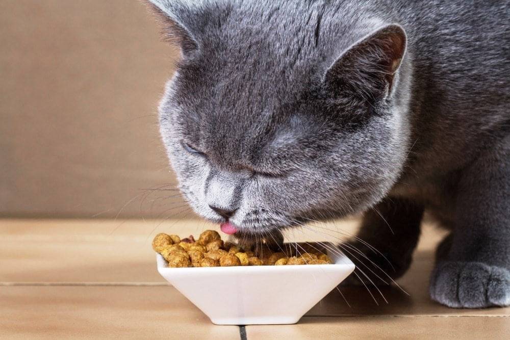Как кормить кошку и британского котенка
