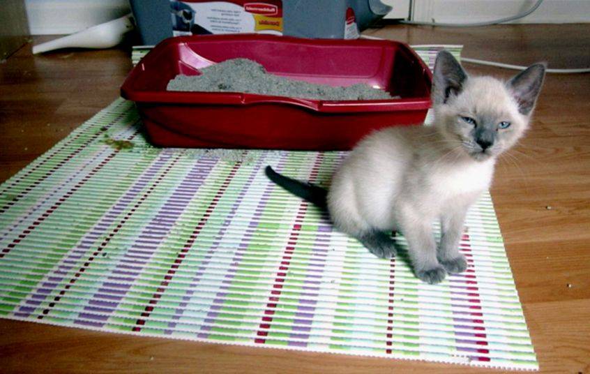 Жидкий стул у кошки (кота): что делать, как лечить в домашних условиях
