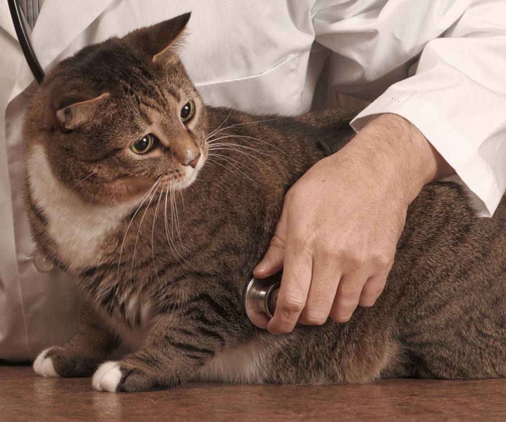 Как лечить мочекаменную болезнь у котов и кошек