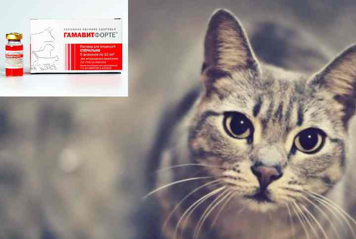 Гамавит для кошек в ампулах - инструкция по применению, показания, побочные эффекты, аналоги и цена