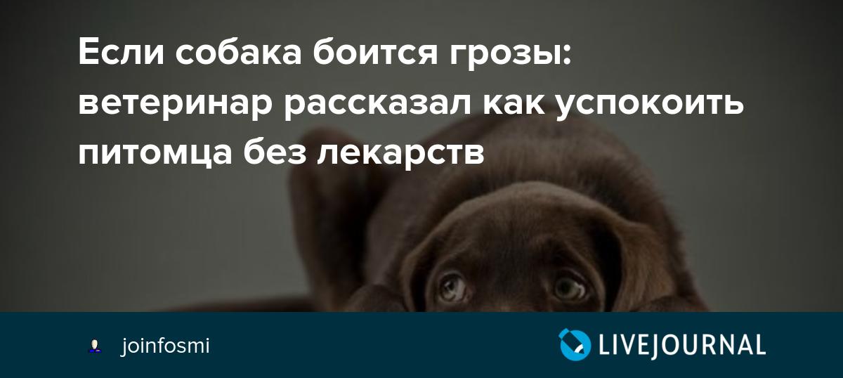 Чего боятся собаки. Если собака боится грозы. Собака успокаивает. Как усмирить псину.