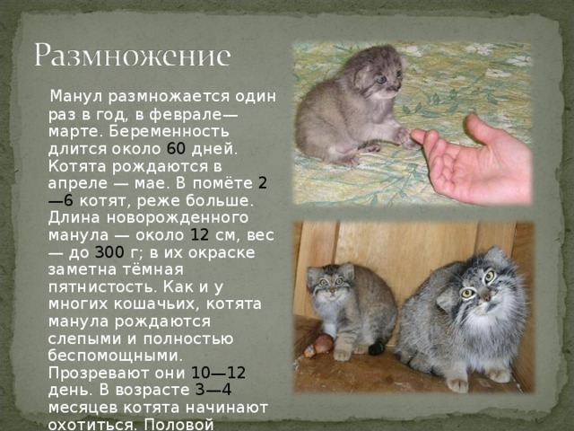 Кот манул на воле и в домашних условиях: как ухаживать, питание и размножение