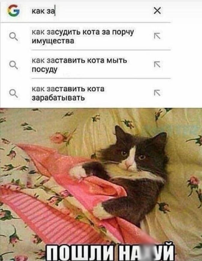Кормление ослабленных и выздоравливающих кошек - статьи на ветеринарную тематику