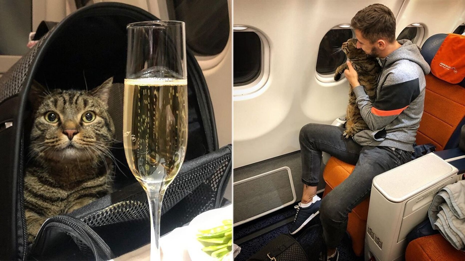 В самолет можно кот. Кот в самолете. Кошка в салоне самолета. Котенок в самолете. Коты в салоне самолёта.