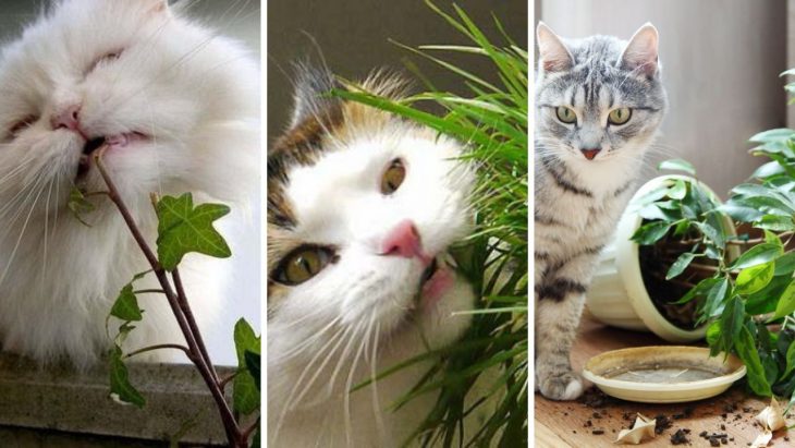 Почему кошка ест цветы? - ростки жизни