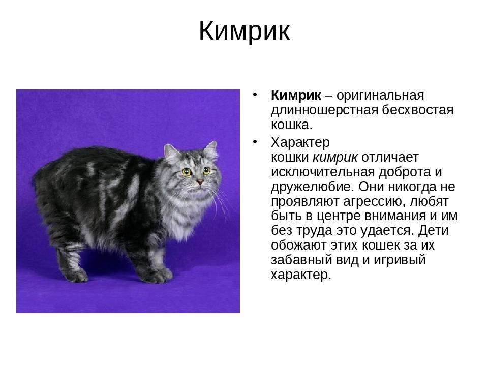Короткохвостый эльф пикси-боб: описание, фото, история появления и уход за породой кошек похожей на рысь