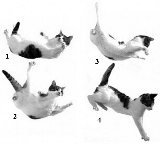 Как кошки всегда приземляются на лапы?