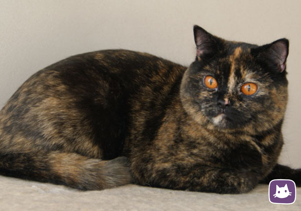 Британская лиловая кошка (16 фото): описание характера котов лилового окраса, список кличек для котят лиловой британской породы