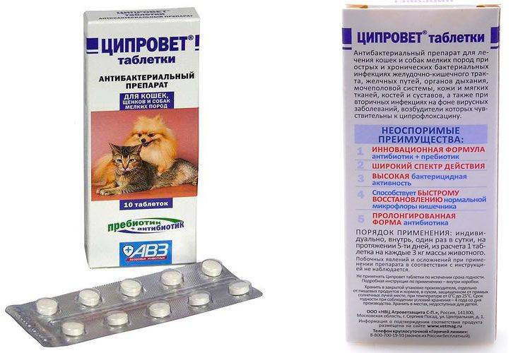 Антибиотики для кошек широкого спектра действия, при инфекции, гнойных ранах, куда колоть уколы, как давать в таблетках