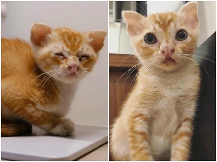 «от крошки до кошки»: 25 прелестных фотографий милых котят, которые превратились во взрослых симпатяг