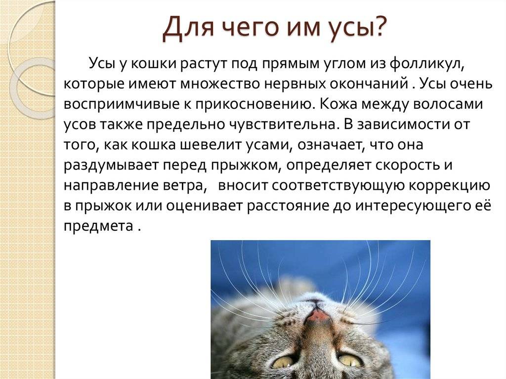 Зачем кошке и коту нужны усы: функции усов | zdavnews.ru