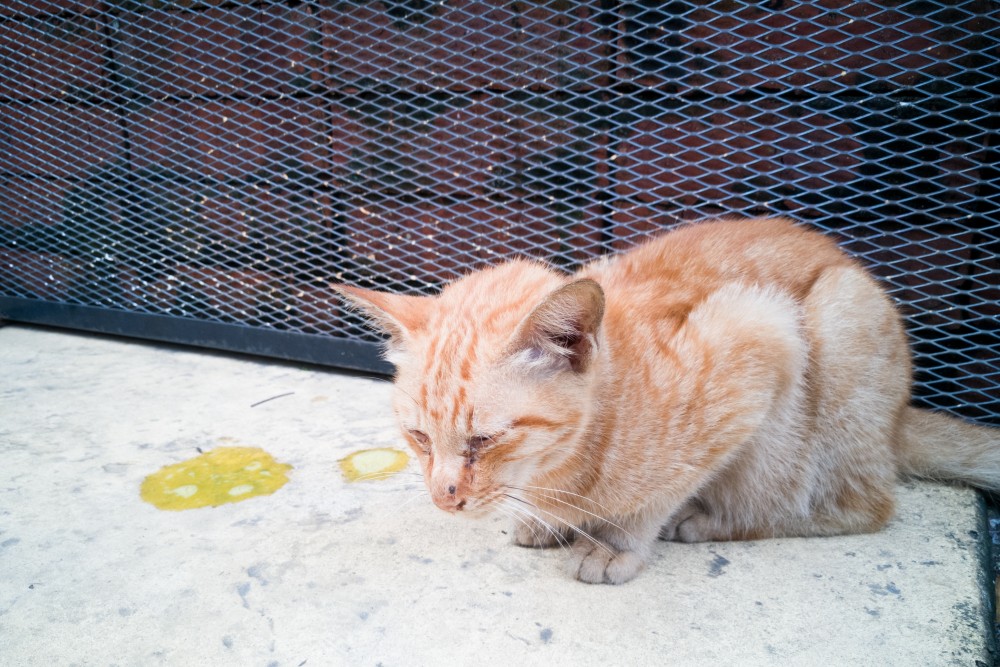 Кота или кошку рвет желтой жидкостью: почему и что делать