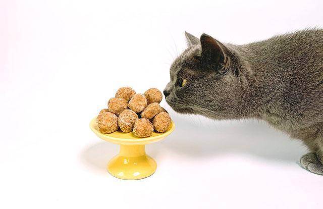 Питание для кошек  кормим домашних друзей правильно