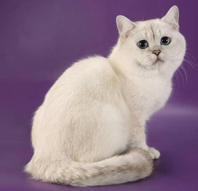 Британская длинношерстная кошка: характер породы, особенности ухода и советы по выбору породистой кошки (95 фото)