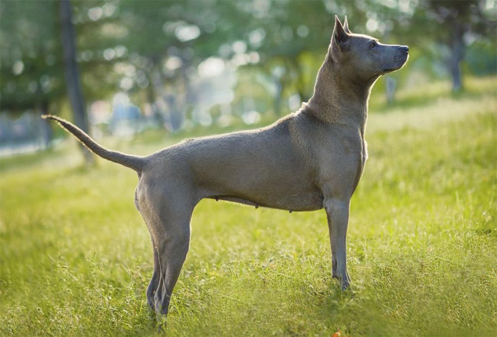 Редкие породы собак — фотографии и названия, описание