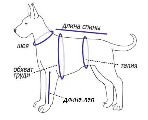 Таблицы размеров одежды и обуви для собак | энциклопедия домашних животных
