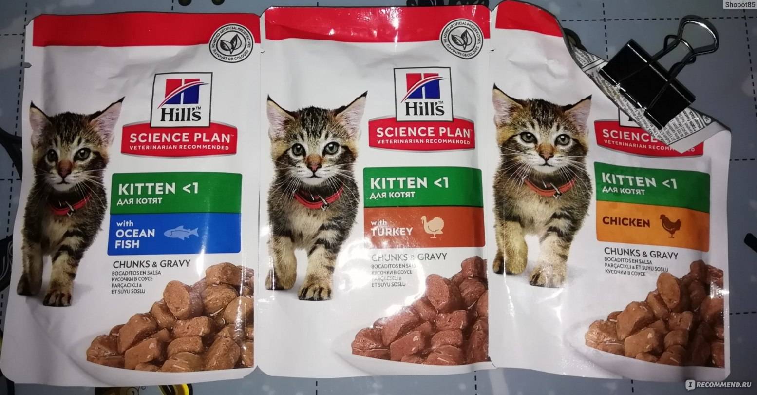 Перевод кошки на натуральное питание: правила
