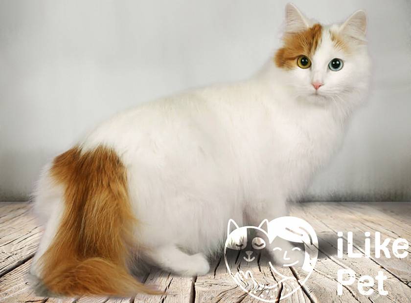 Турецкий ван – порода кошек, умеющих плавать, описание внешности и характера, уход и содержание