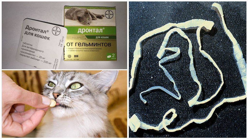 Как быстро избавиться от глистов у кошки с помощью таблеток или народными средствами