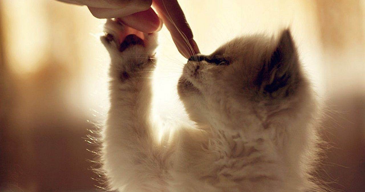 Важные советы, как отучить кота кусаться и проявлять агрессию