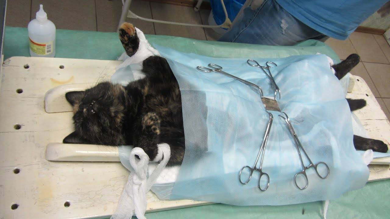 Можно ли стерилизовать кошку во время течки